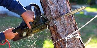 Best Emergency Tree Removal  in Sunman, IN