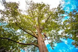 Why Choose Our Tree Removal Services in Sunman, IN?