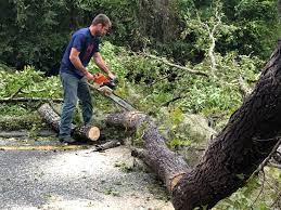 Best Storm Damage Tree Cleanup  in Sunman, IN