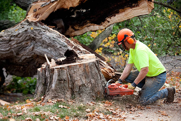 Best Tree Risk Assessment  in Sunman, IN