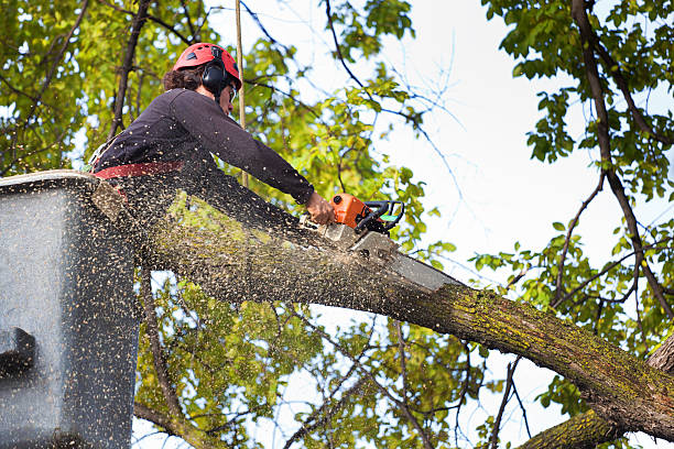 Best Fruit Tree Pruning  in Sunman, IN